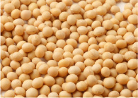 大豆種子エキス