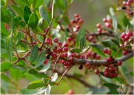 ピスタチオ種子油