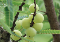 アムラ果実エキス